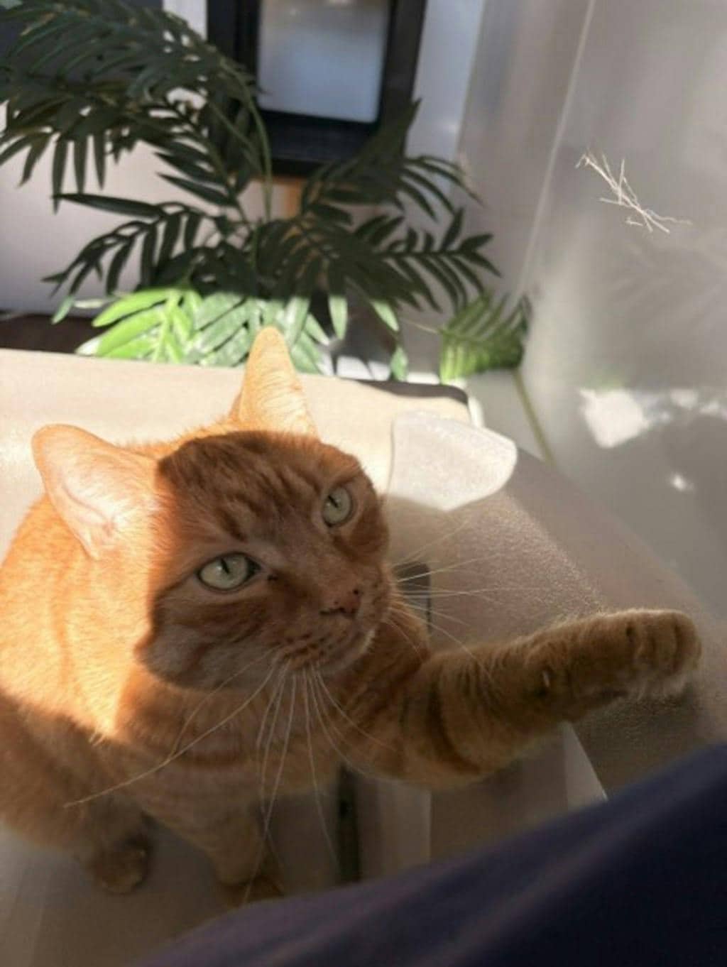 Benjamin - Domestic Short Hair available for adoption