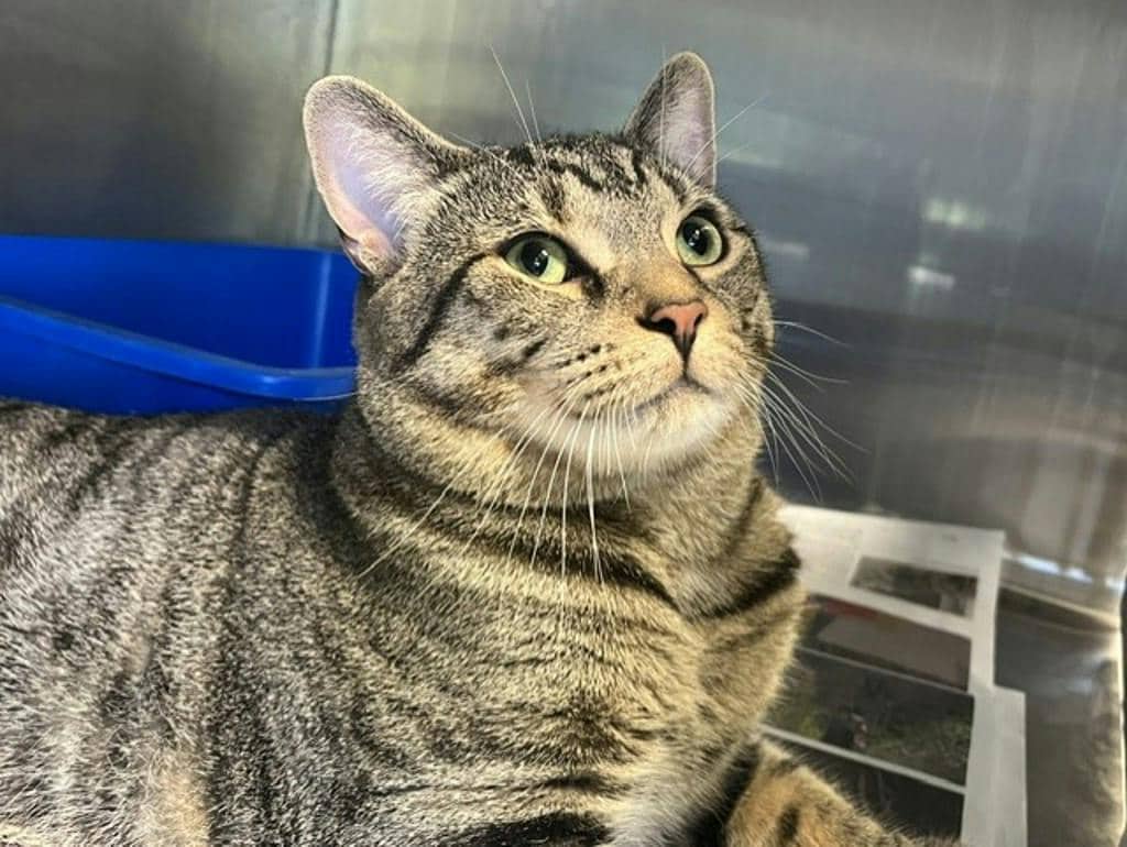 Oliver - Domestic Short Hair cat available for adoption at Ontario SPCA (Central Ontario) in Bracebridge