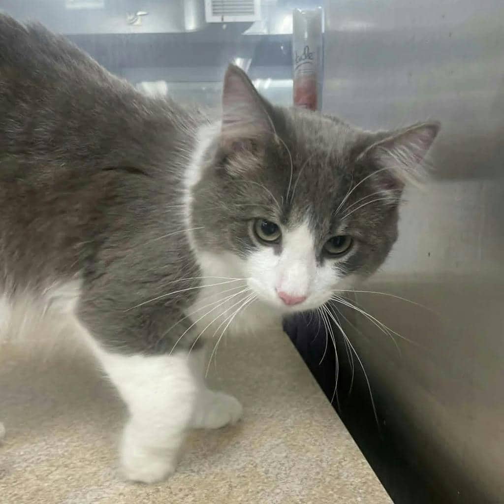 Fancy Pants - Domestic Medium Hair available for adoption