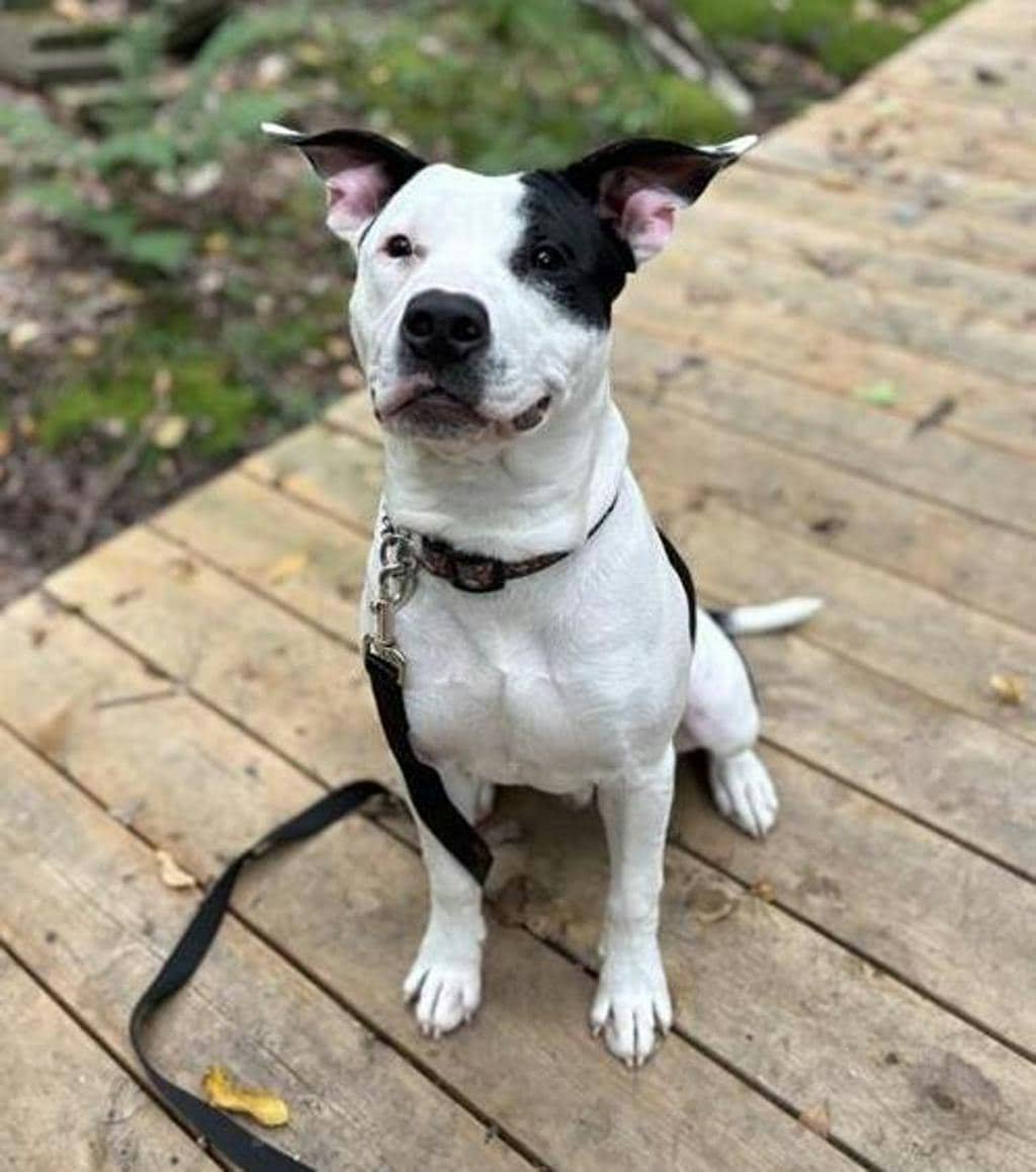 Bingo - American Bulldog available for adoption at Ontario SPCA (Central Ontario) in Bracebridge