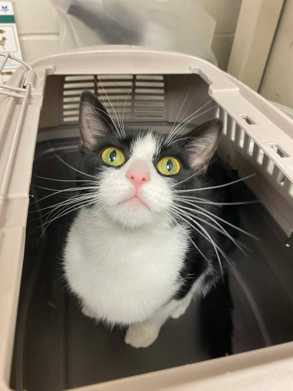 Lightning - Domestic Short Hair available for adoption