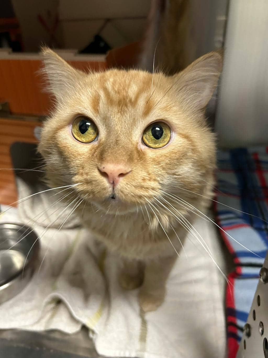 Blessing - Domestic Medium Hair available for adoption