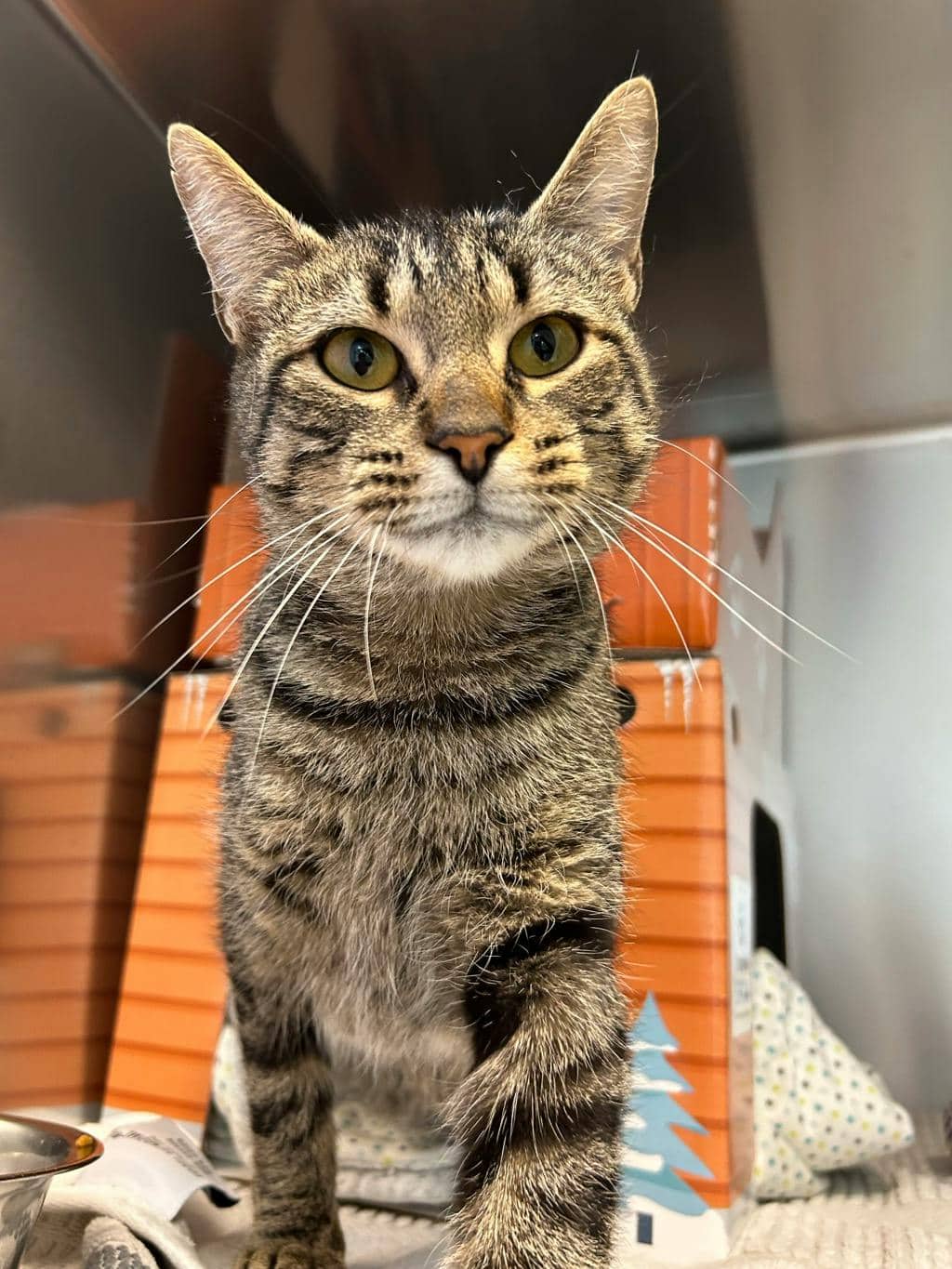 Alice - Domestic Short Hair available for adoption
