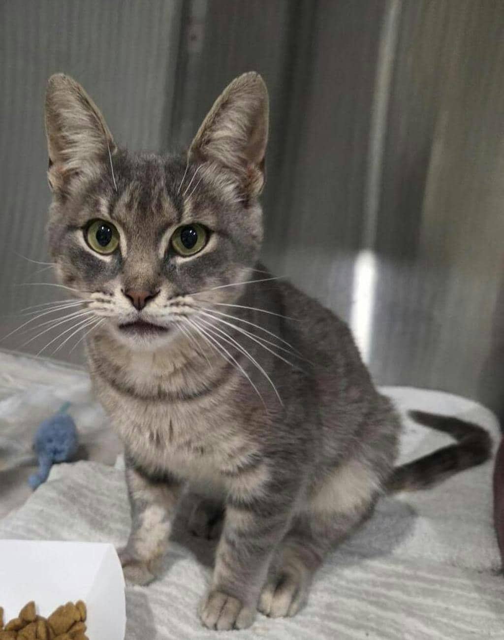 Dreamer - Domestic Short Hair available for adoption