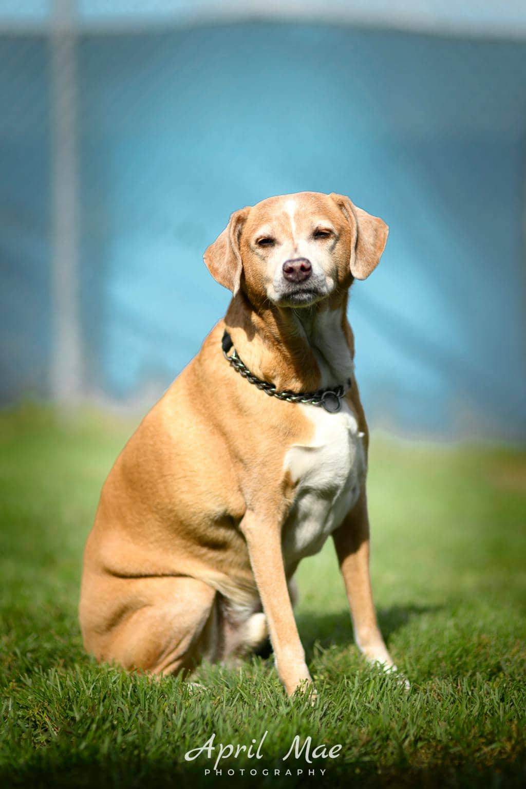 Mickey (mic) - Fox Terrier available for adoption