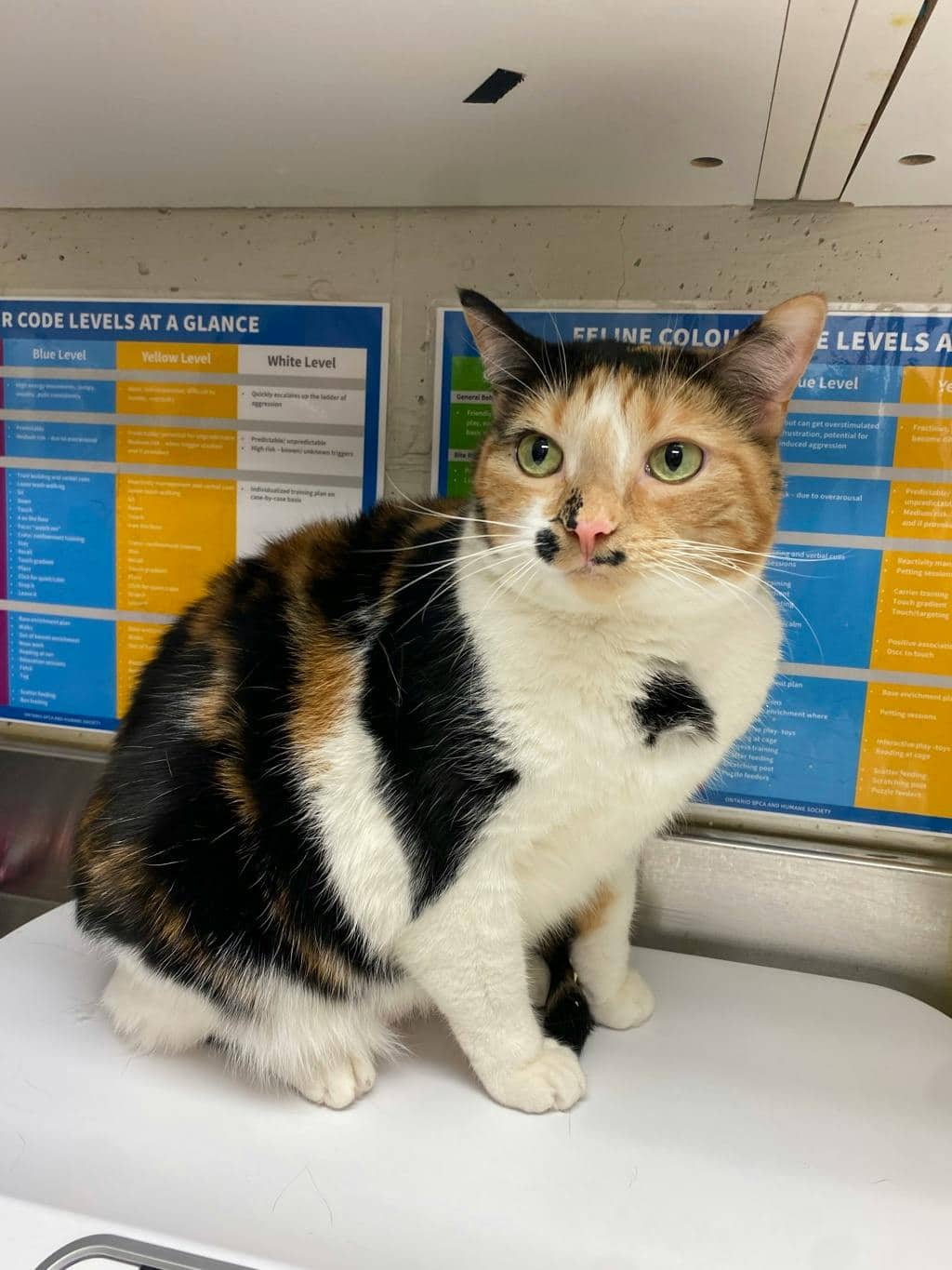 Calliope - Domestic Short Hair cat available for adoption at Ontario SPCA (Sudbury) in Sudbury