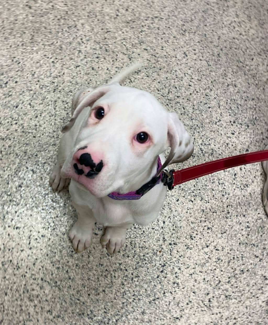 Chance - American Bulldog available for adoption at Ontario SPCA (Sudbury) in Sudbury