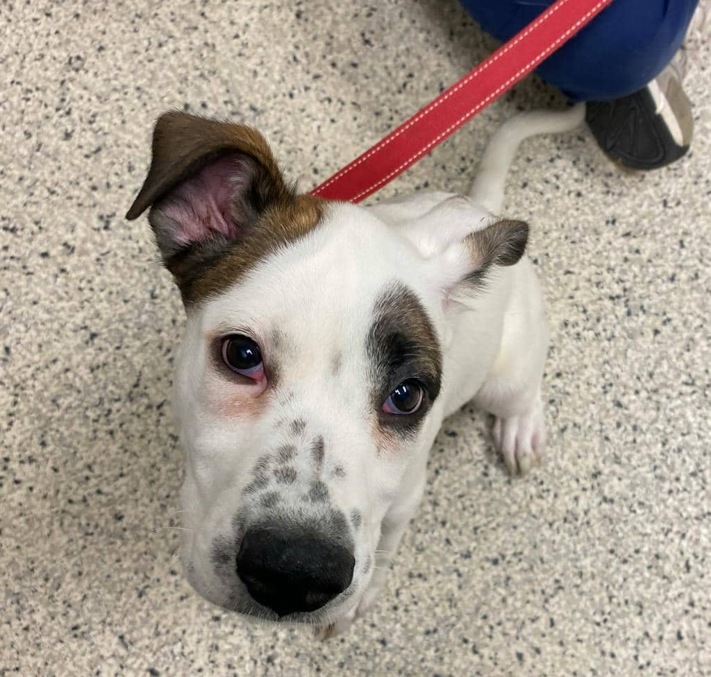 Petey - Terrier available for adoption at Ontario SPCA (Sudbury) in Sudbury
