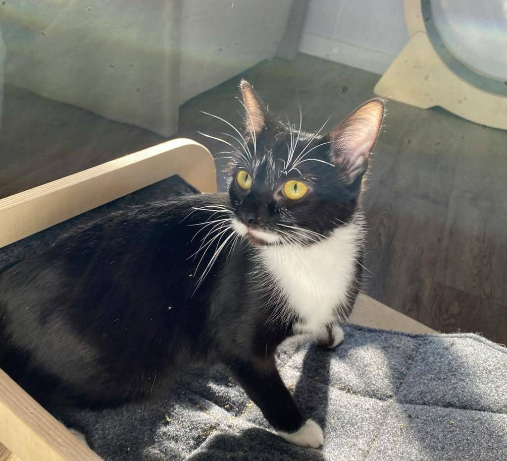 Fauna - Domestic Short Hair cat available for adoption in Calgary