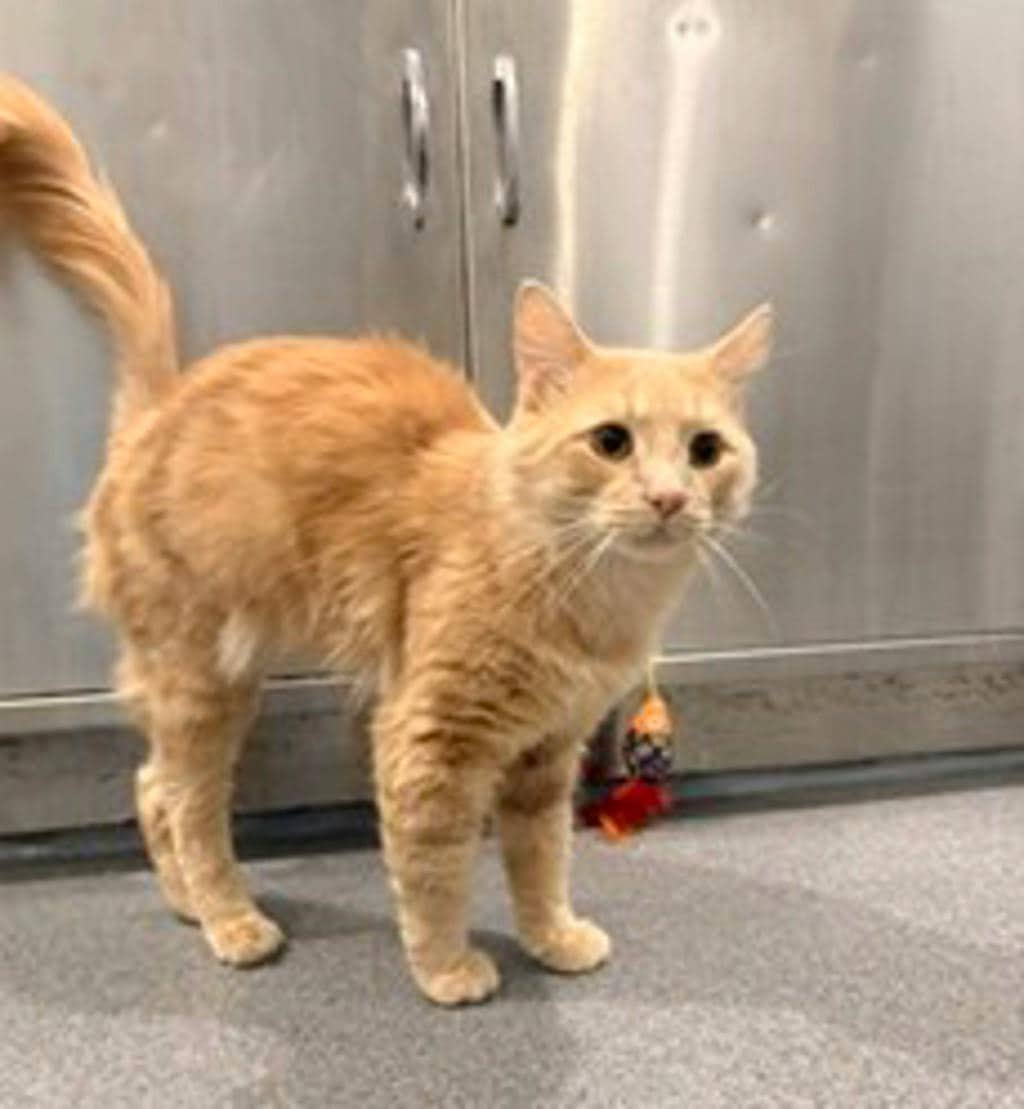 Einstein - Domestic Short Hair available for adoption