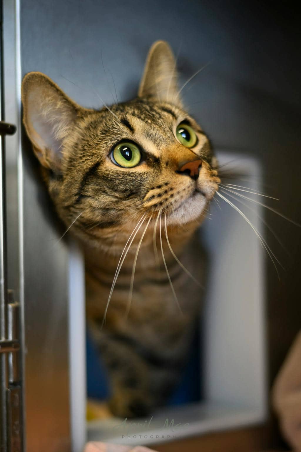 Mac - Domestic Short Hair available for adoption