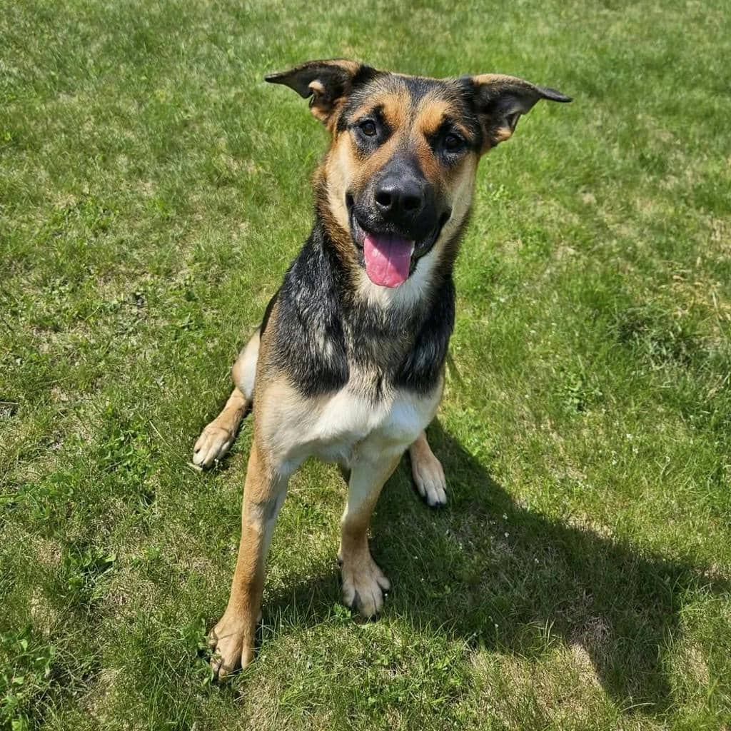 Treble - German Shepherd available for adoption