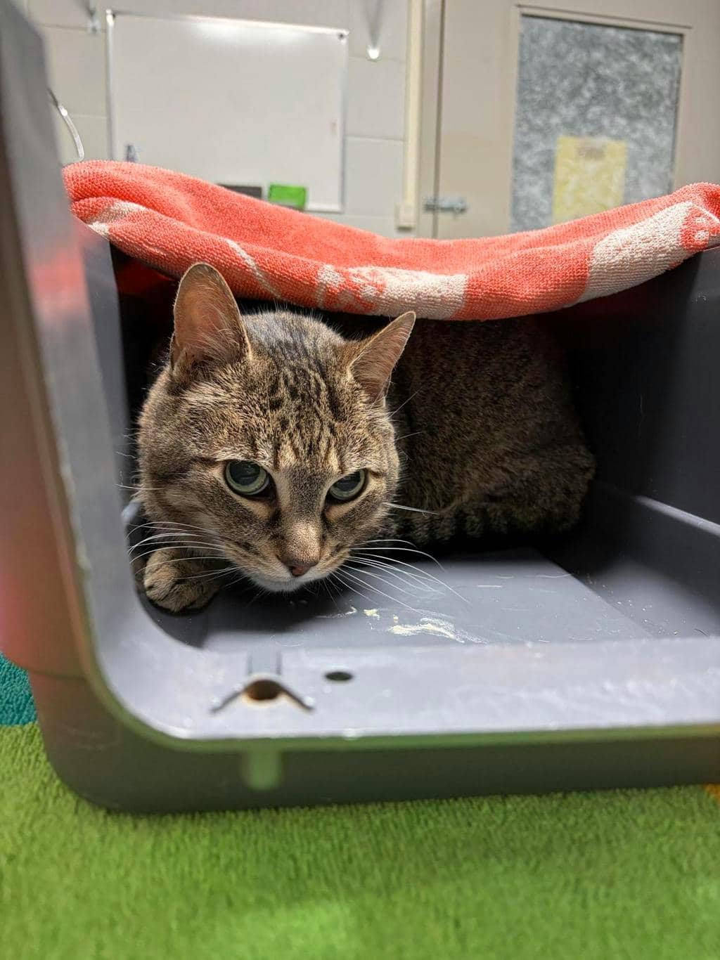 Monkey - Domestic Short Hair cat available for adoption at Ontario SPCA (Central Ontario) in Midland