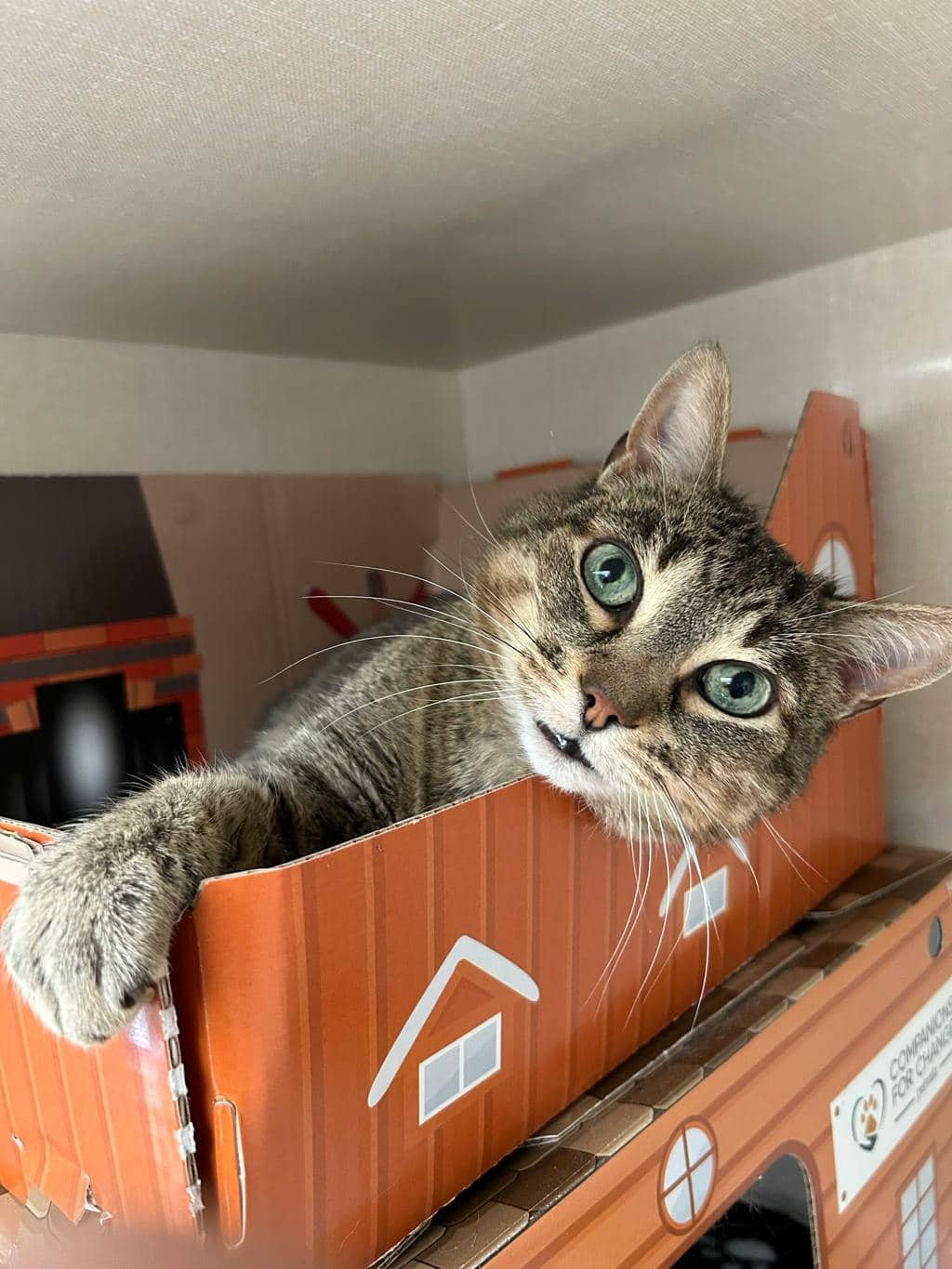 Monkey - Domestic Short Hair available for adoption