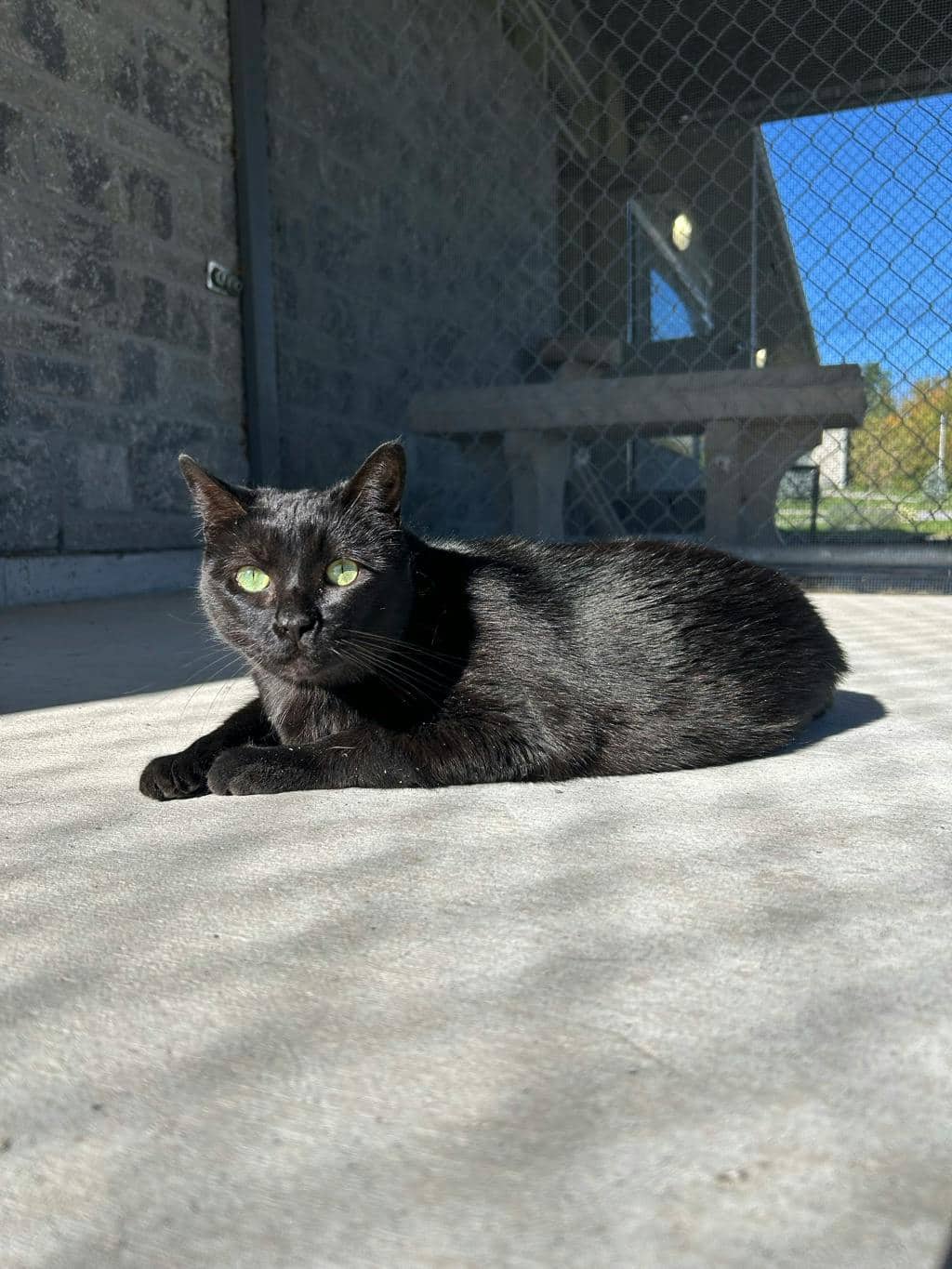 Zoey - Domestic Short Hair available for adoption