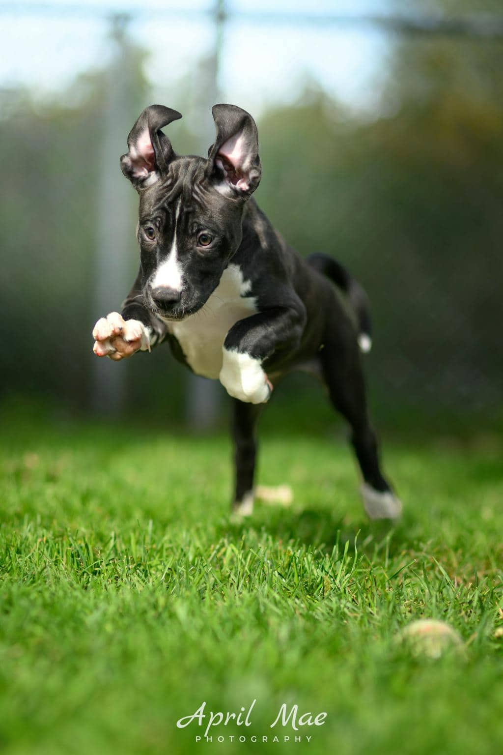 Bo Peep - Boxer available for adoption at Ontario SPCA (Central Ontario) in Orangeville