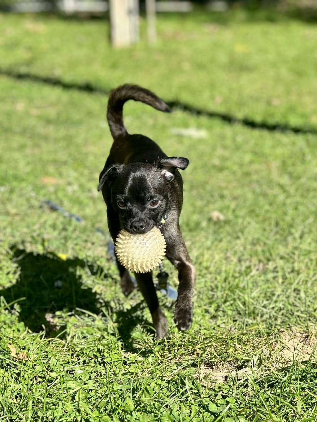 Guppy - Chihuahua available for adoption at Ontario SPCA (Ottawa Area) in Ottawa