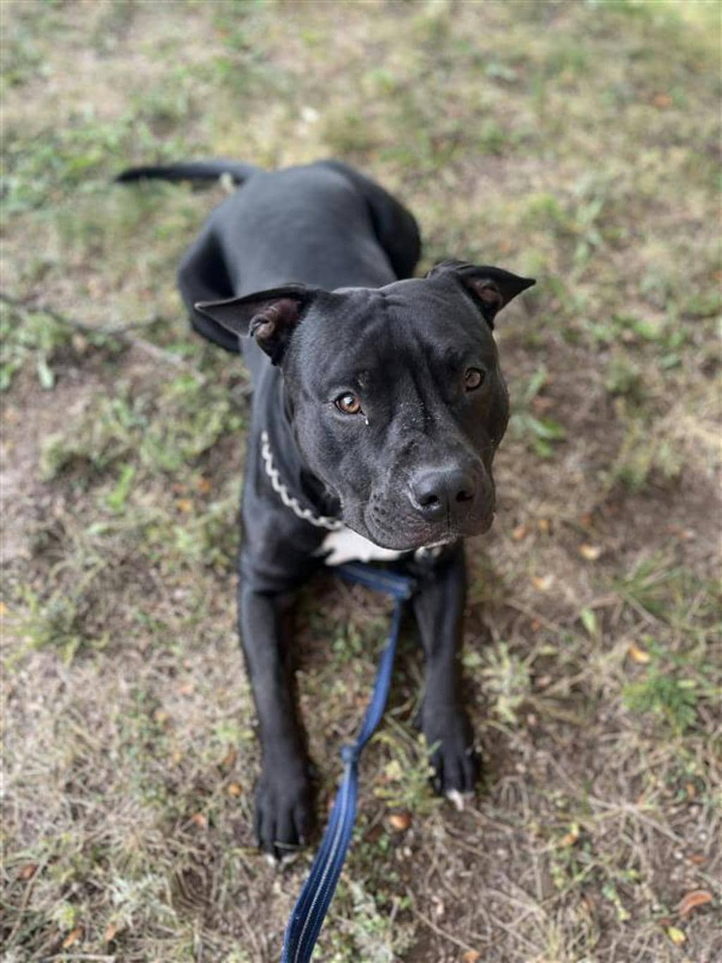Rollie - American Bulldog available for adoption