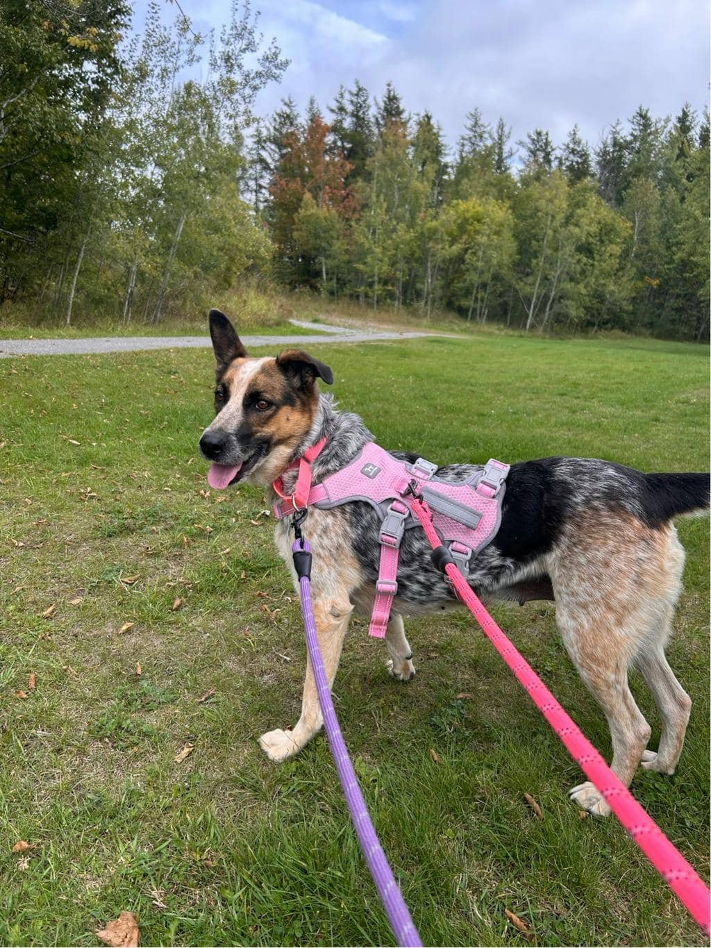 Ellie - Blue Heeler available for adoption at Ontario SPCA (Sudbury) in Sudbury