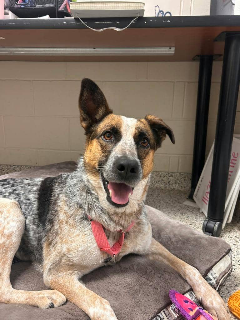 Ellie - Blue Heeler available for adoption in Calgary