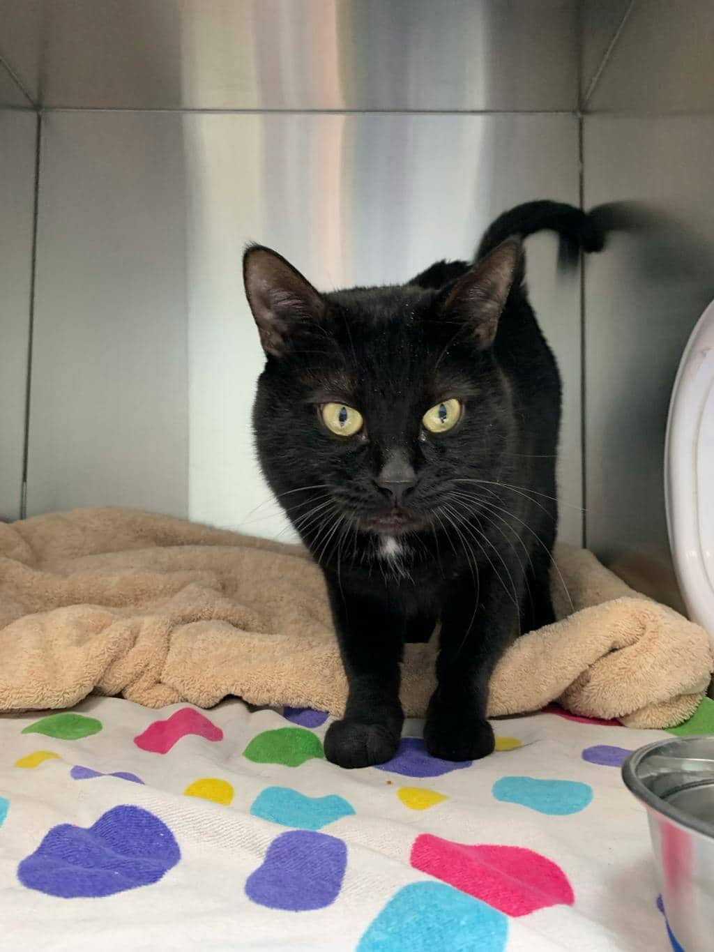 Gizzy - Domestic Short Hair cat available for adoption at Ontario SPCA (Central Ontario) in Barrie