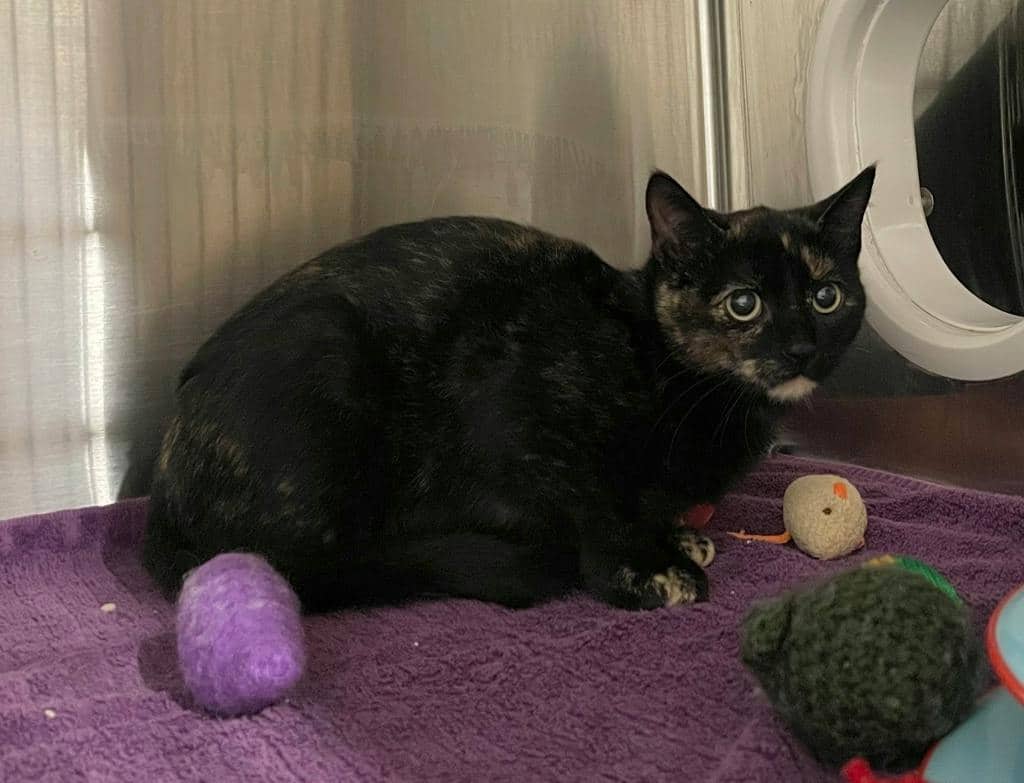 Bonnie - Domestic Short Hair available for adoption