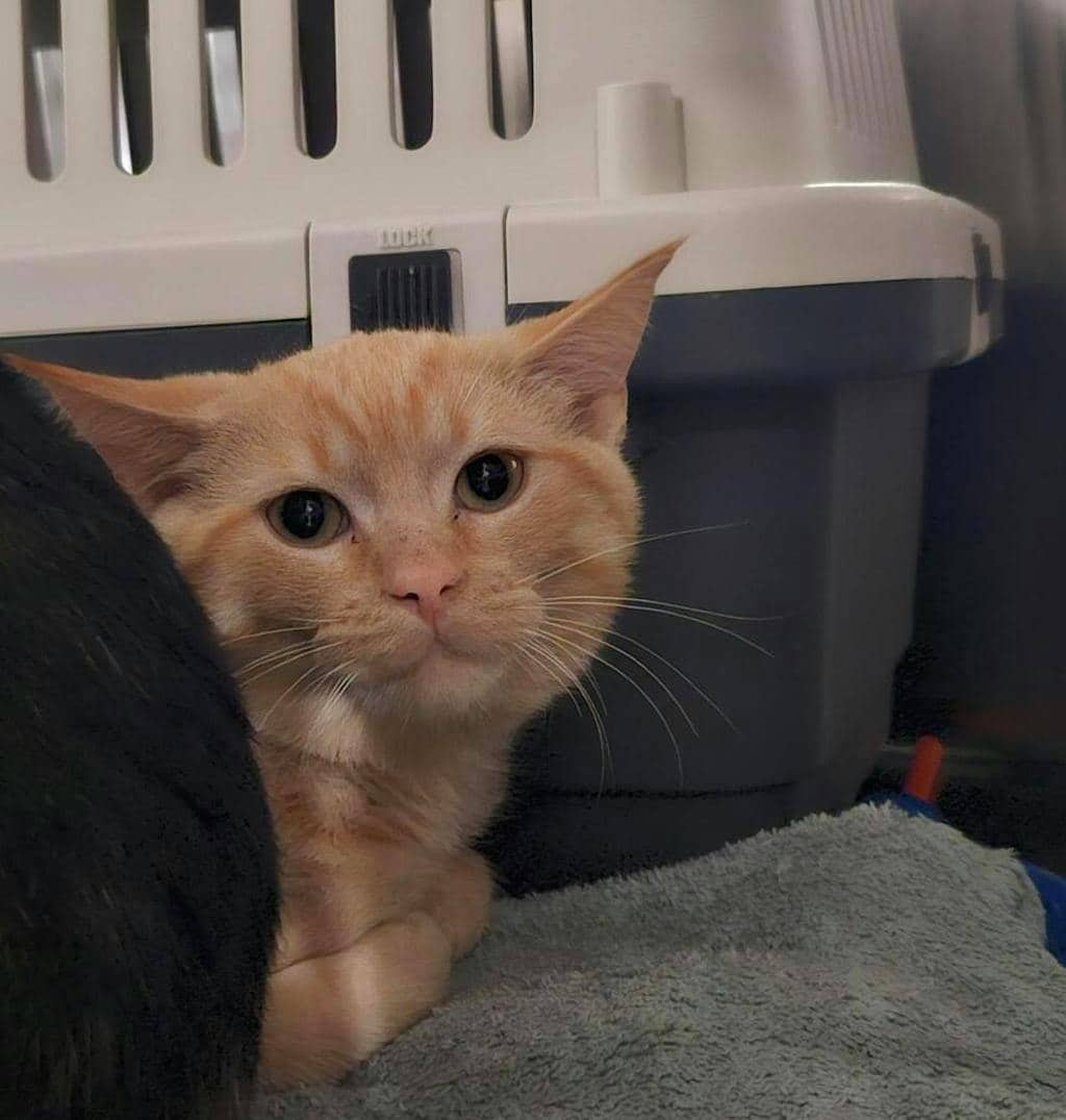 Clyde - Domestic Short Hair cat available for adoption at Ontario SPCA (Ottawa Area) in Pembroke