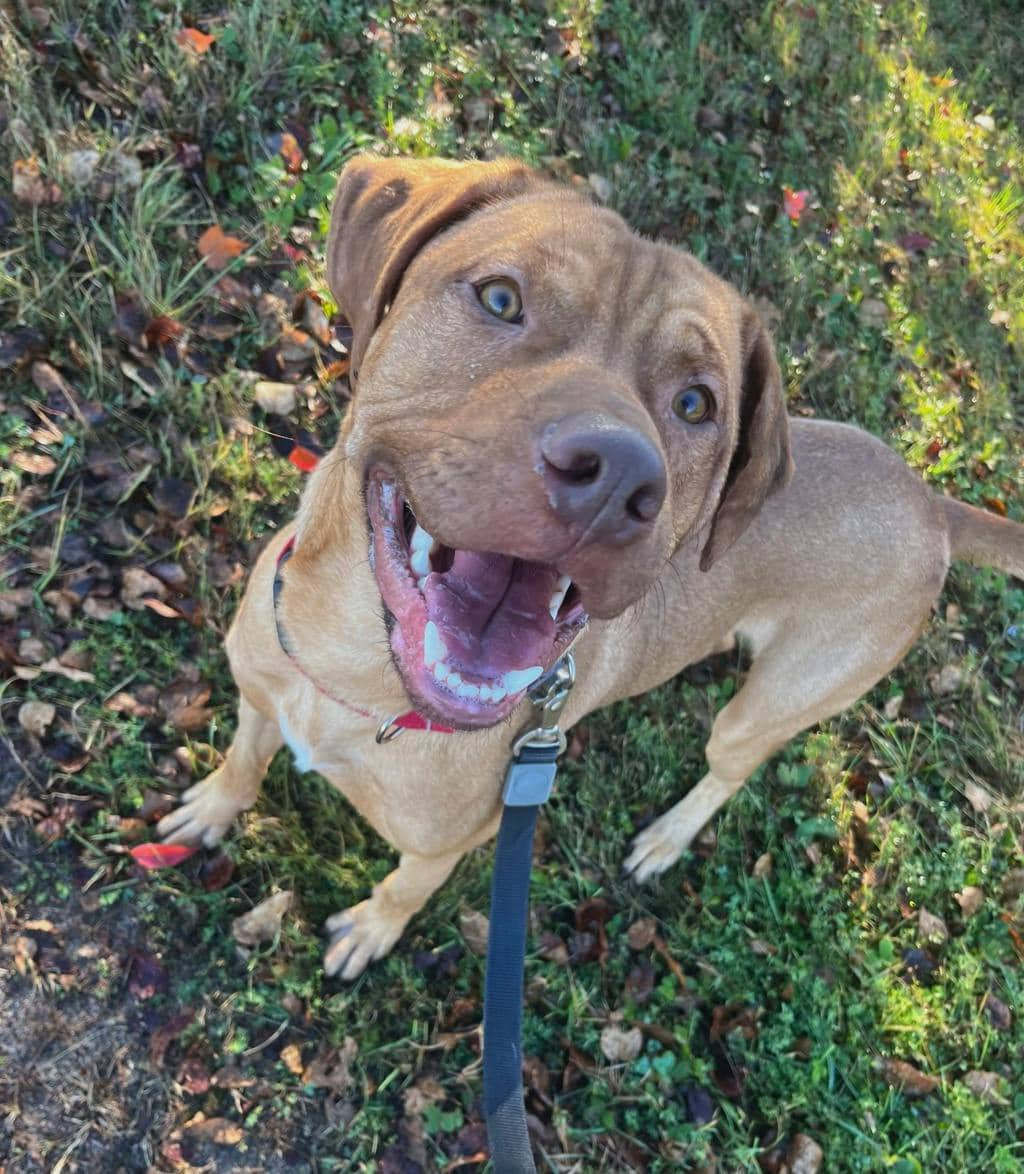 Bruce - Rhodesian Ridgeback available for adoption