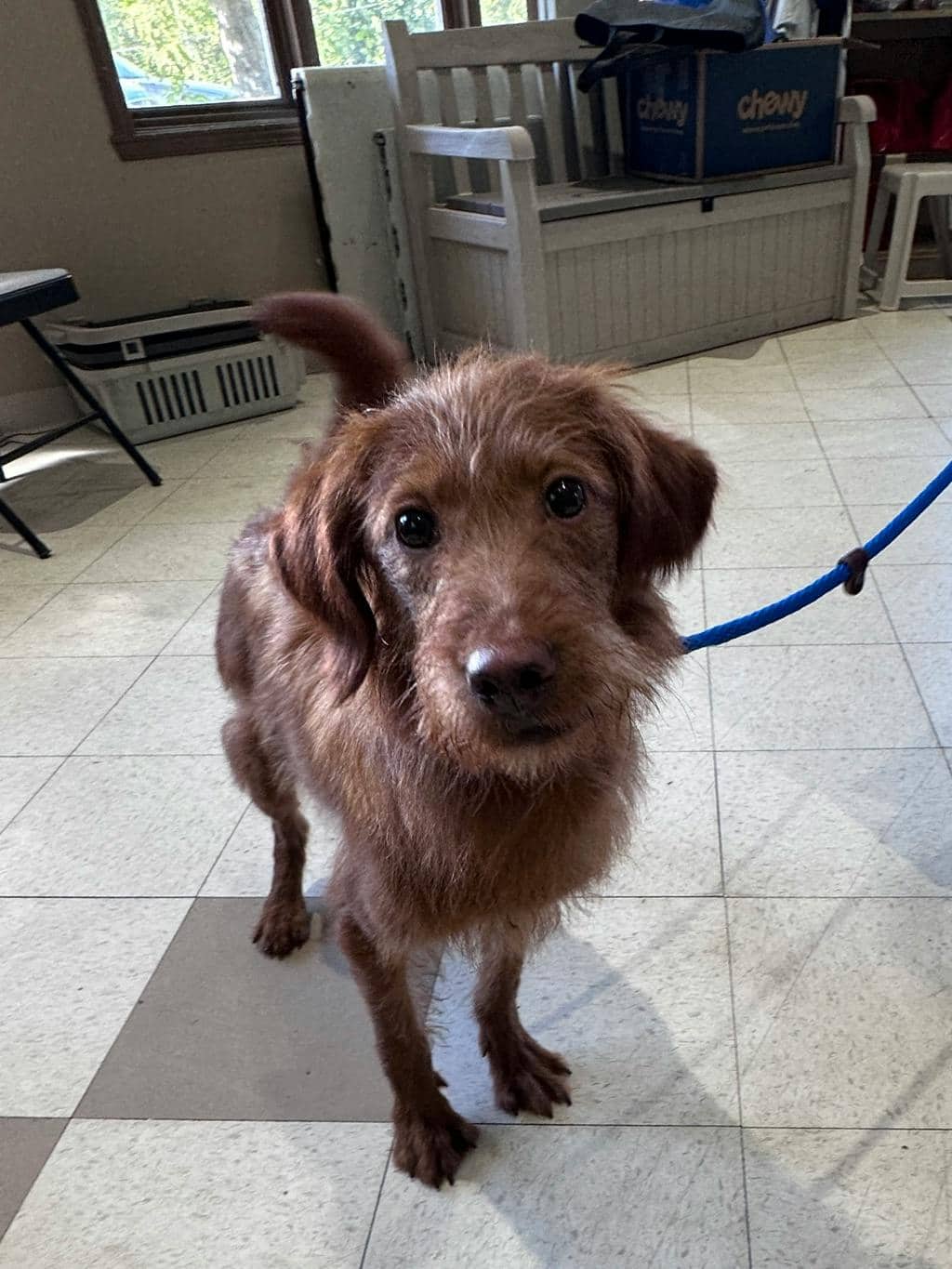 Sguiggles - Terrier available for adoption at Ontario SPCA (Ottawa Area) in Ottawa