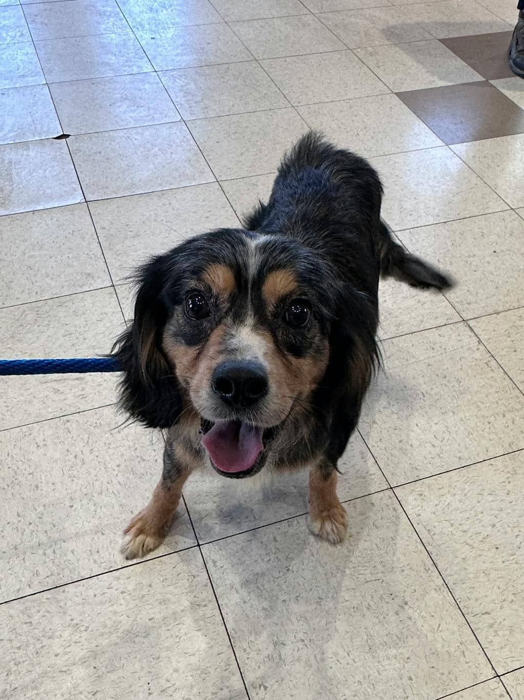 Wiggles - Cocker Spaniel available for adoption at Ontario SPCA (Ottawa Area) in Ottawa