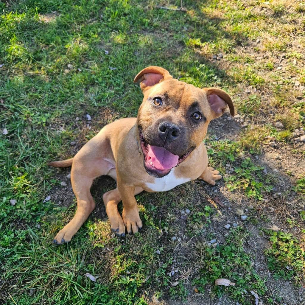 Ember - American Bulldog available for adoption at Ontario SPCA (Ottawa Area) in Pembroke