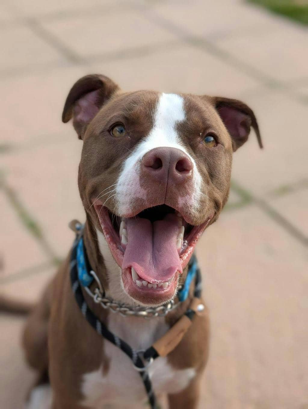 Arrow - American Bulldog available for adoption