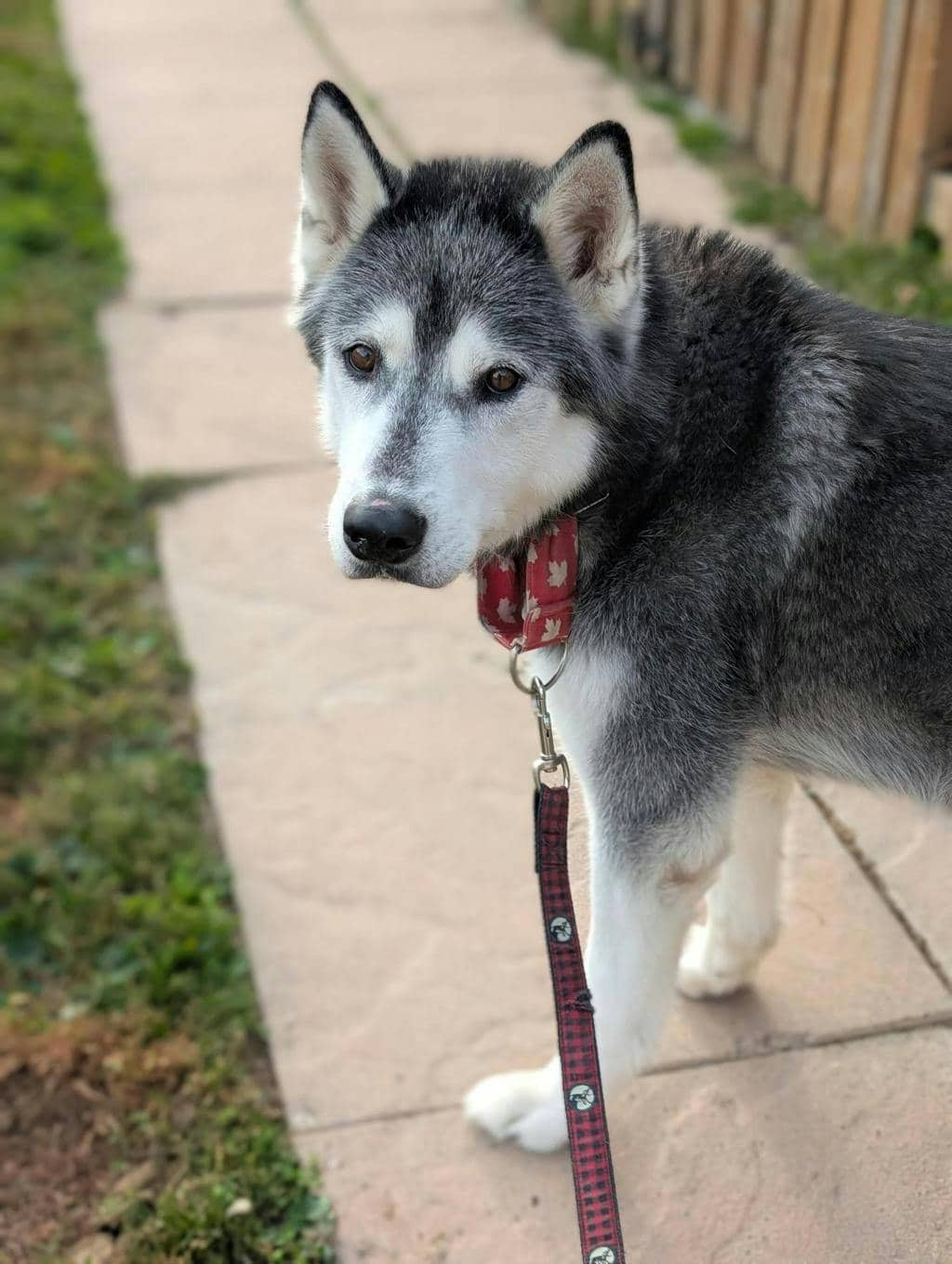 Scout - Siberian Husky available for adoption
