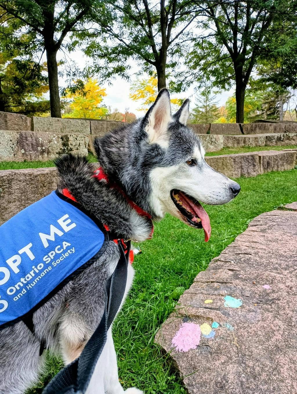 Scout - Siberian Husky available for adoption