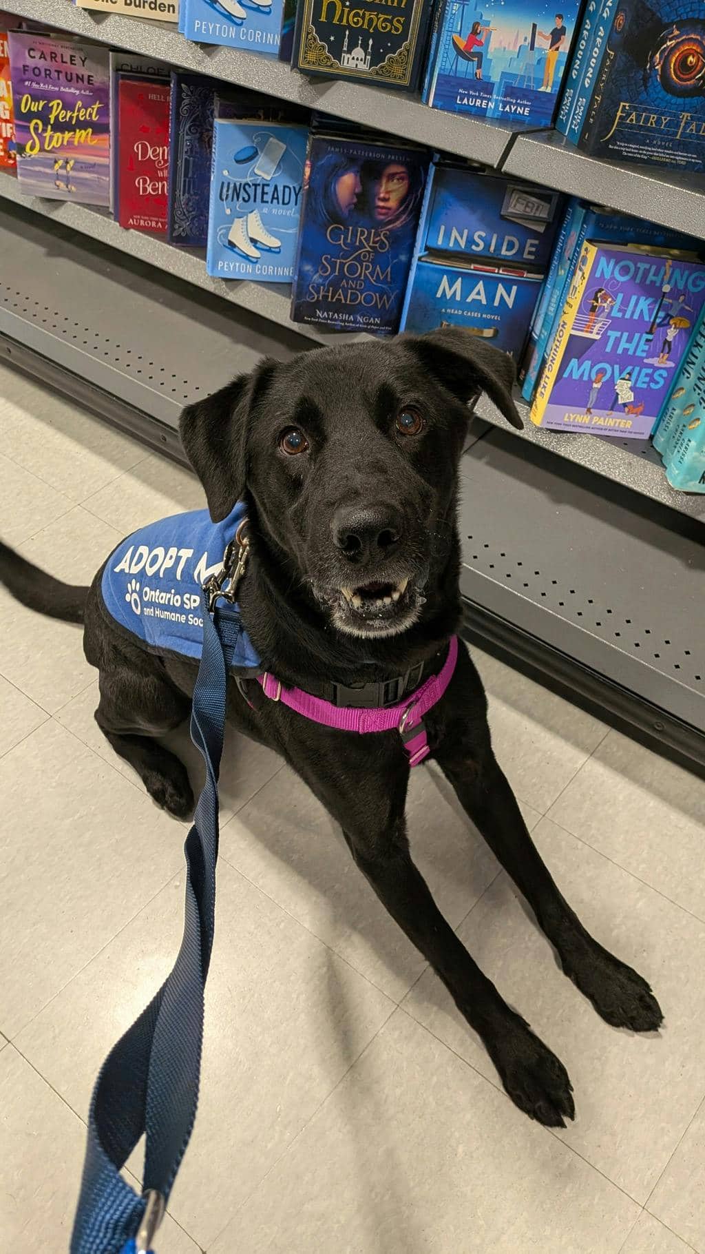 Finn - Labrador Retriever available for adoption at Ontario SPCA (Toronto Area) in Stouffville