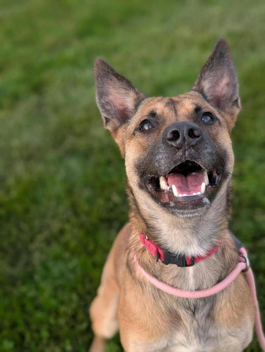 Bonnie - Belgian Shepherd - Malinois available for adoption at Ontario SPCA (Toronto Area) in Stouffville
