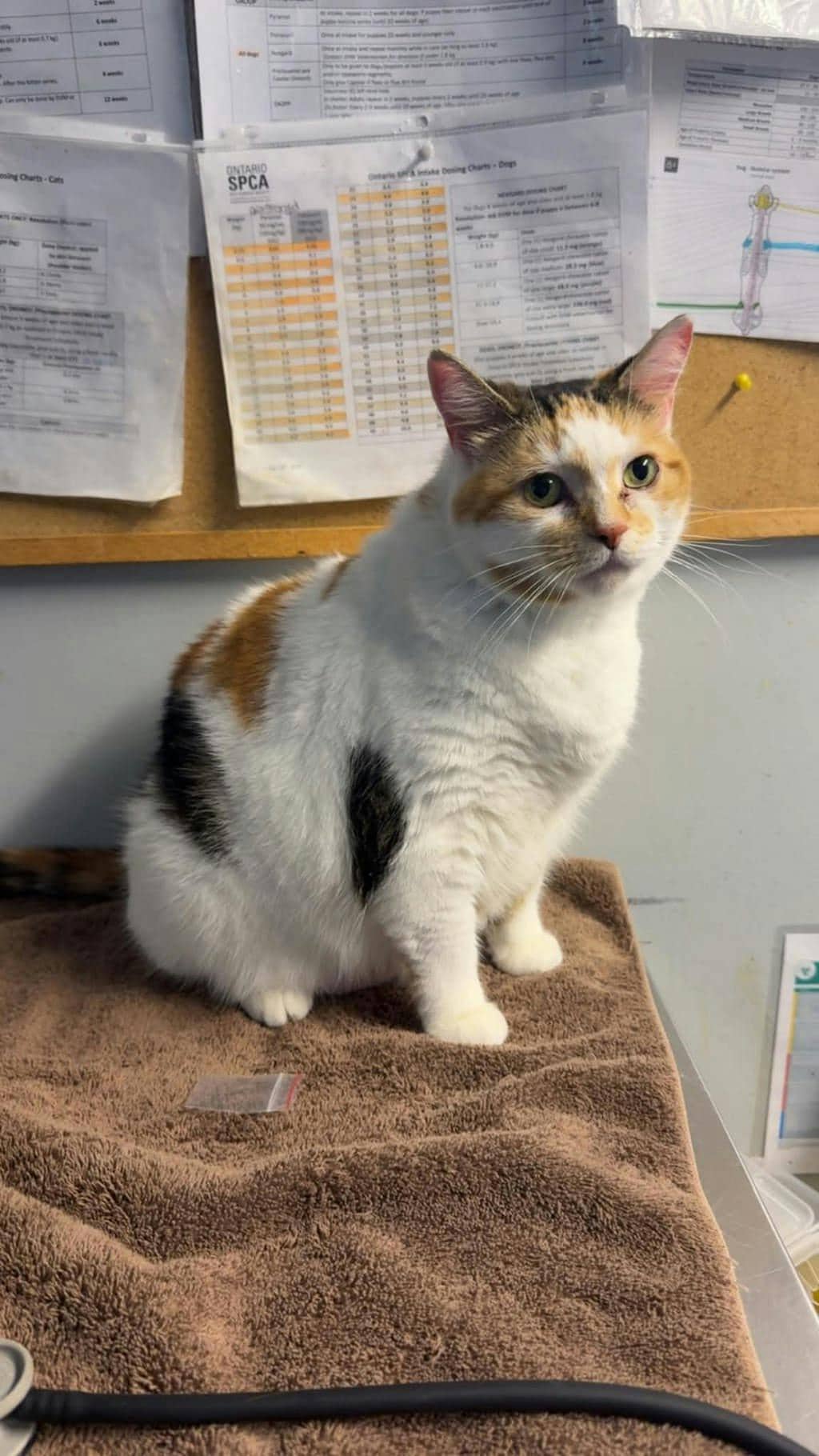 Pumpkin - Domestic Short Hair cat available for adoption at Ontario SPCA (Ottawa Area) in Cornwall