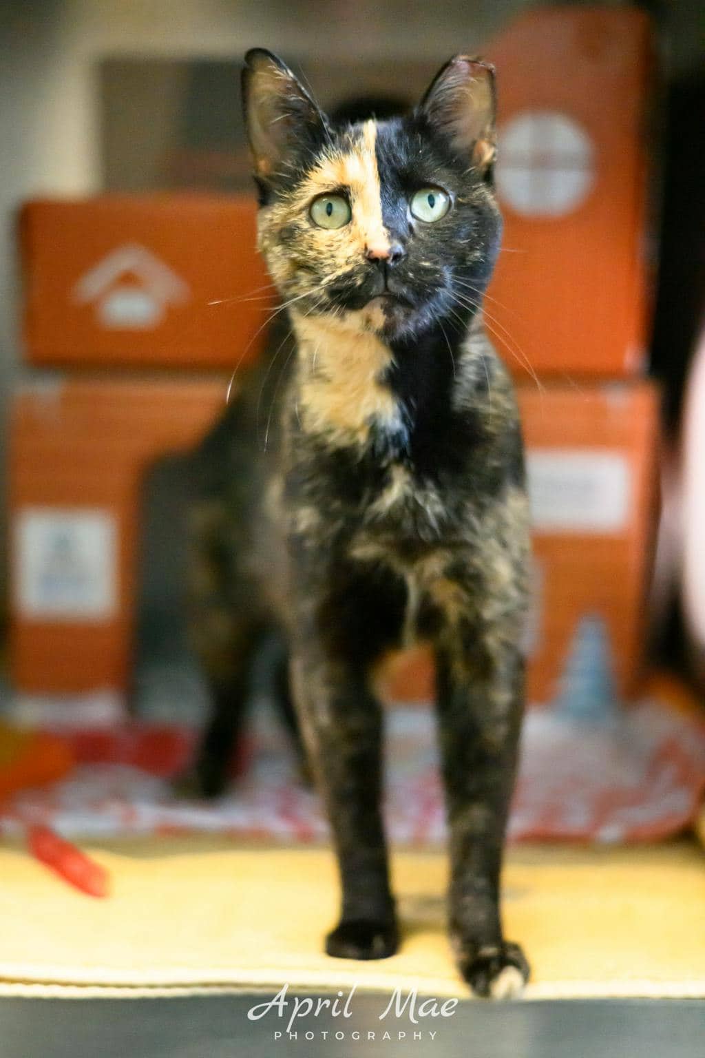 Treasure - Domestic Short Hair available for adoption