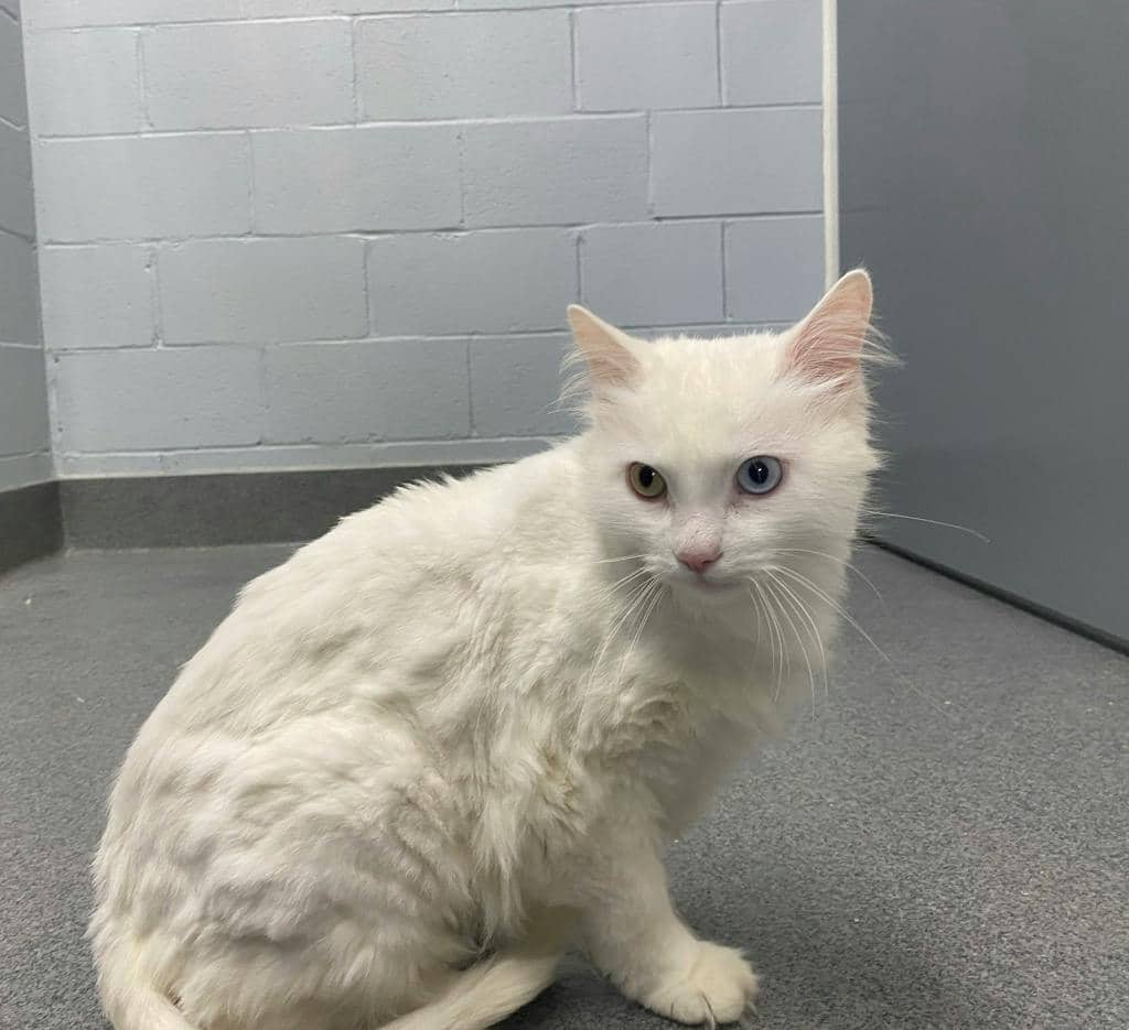 Marshmallow - Angora Cat cat available for adoption in Calgary