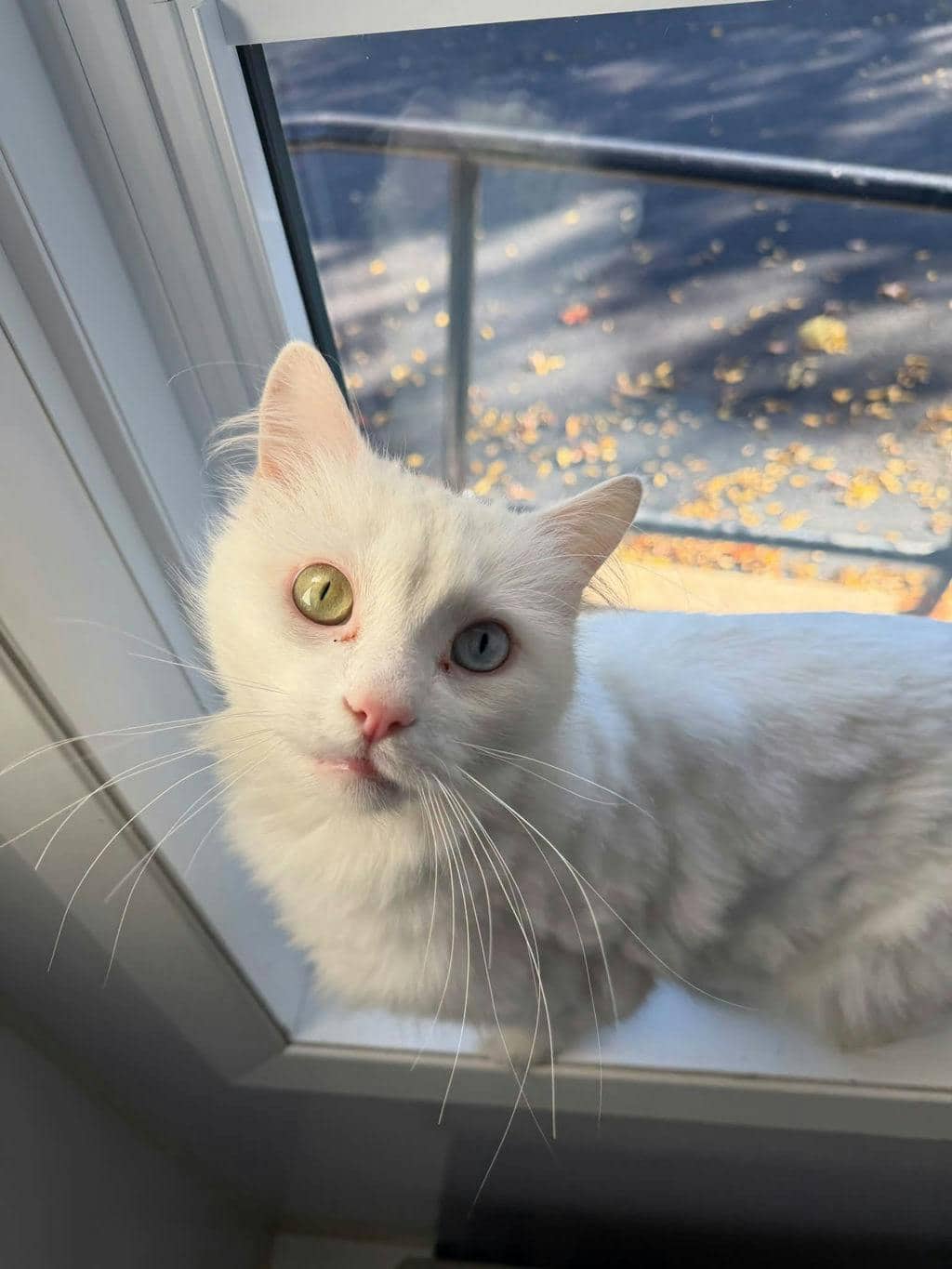 Marshmallow - Angora Cat available for adoption