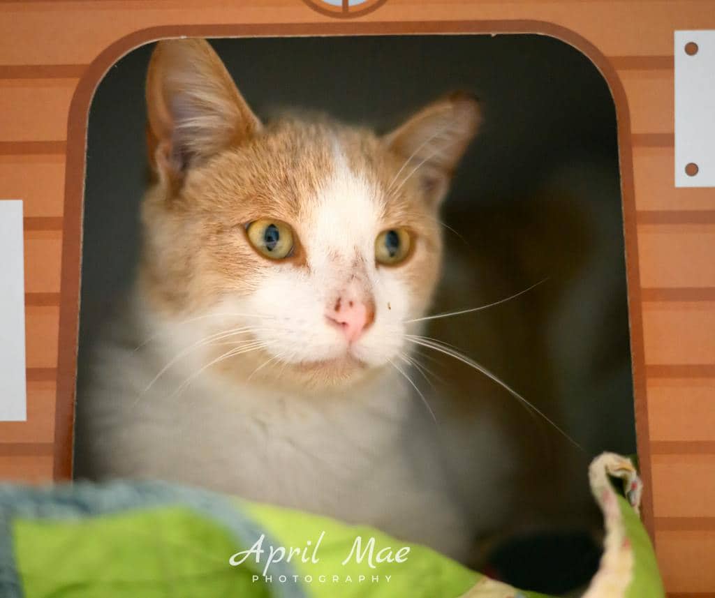 Mimosa - Domestic Short Hair cat available for adoption at Ontario SPCA (Central Ontario) in Orangeville