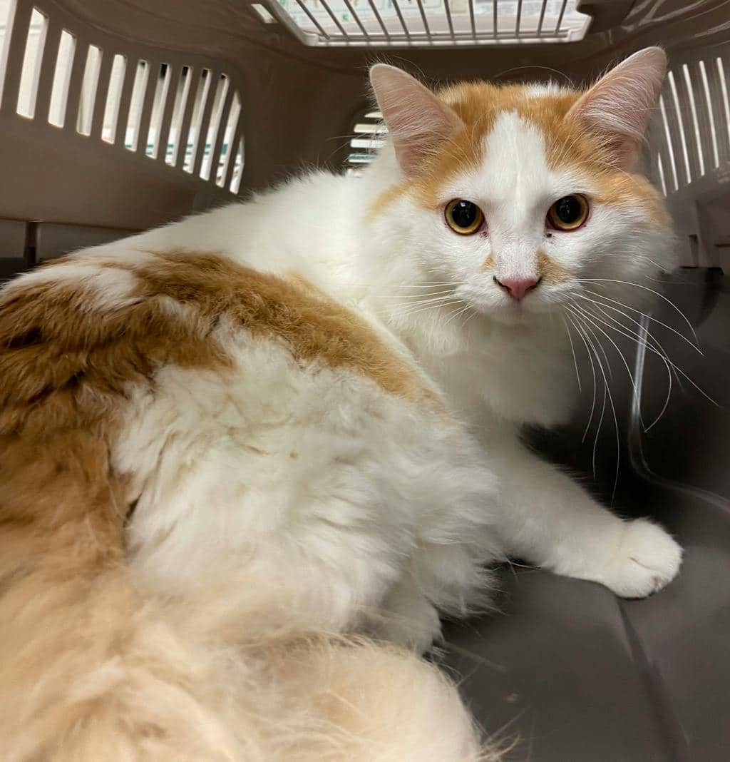 Buzz Lightyear - Domestic Medium Hair available for adoption