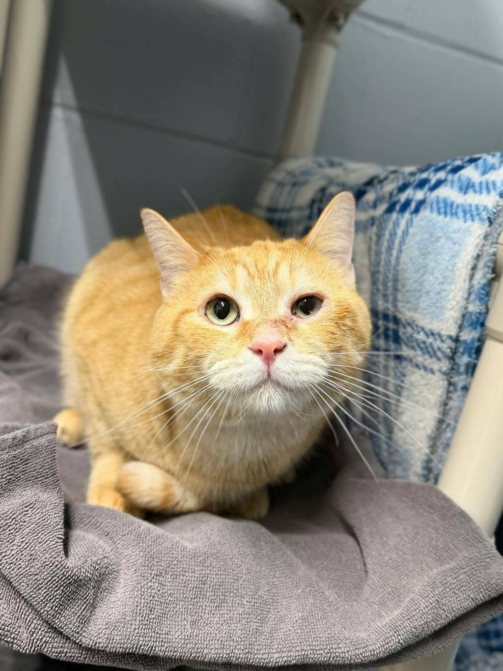 Alpha - Domestic Short Hair available for adoption