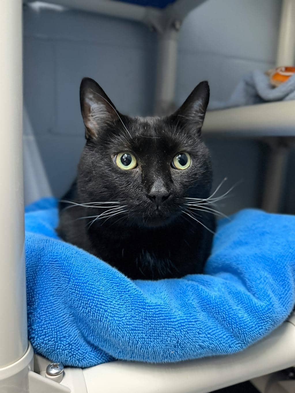 Ryven - Domestic Short Hair cat available for adoption at Ontario SPCA (Central Ontario) in Orillia