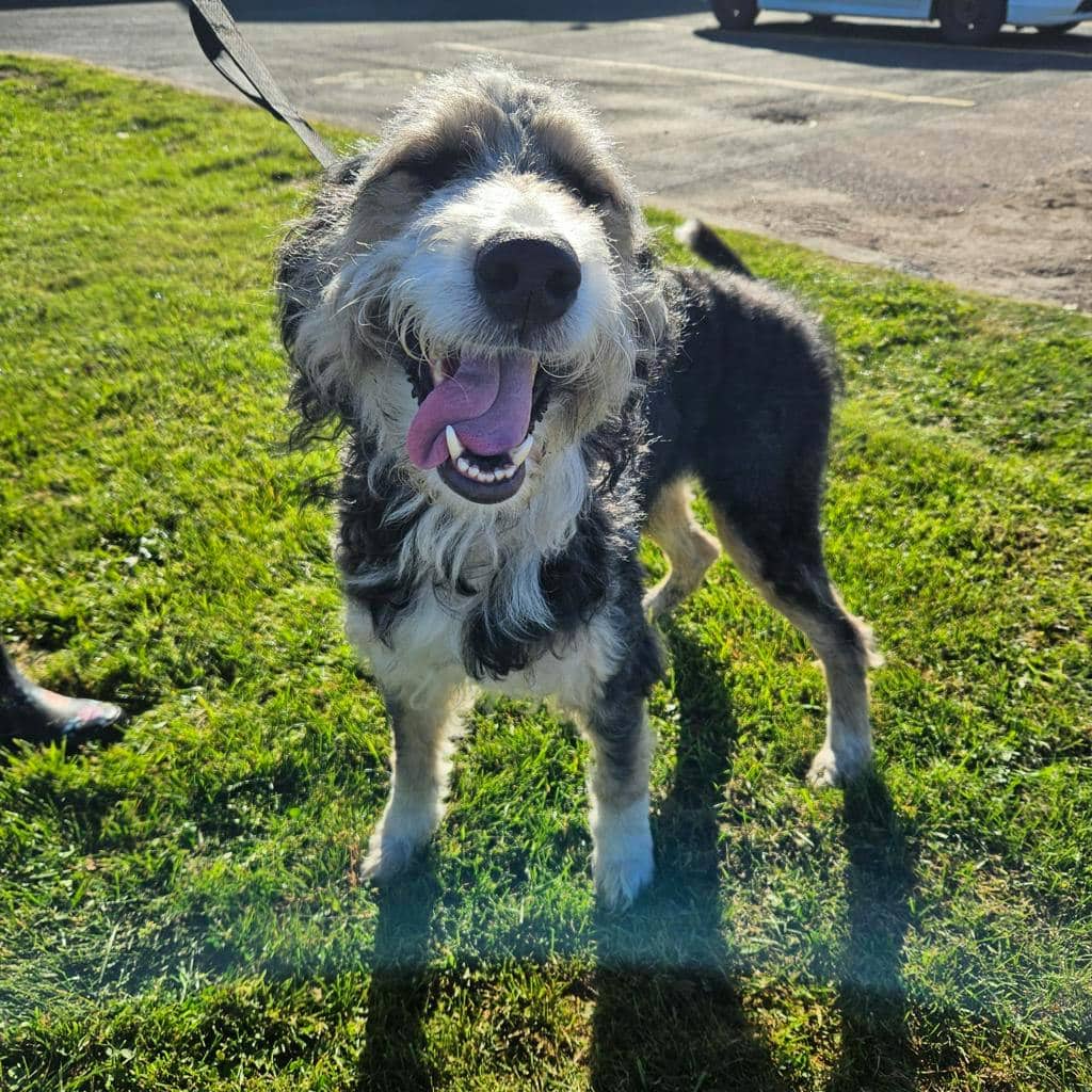 Missy - Australian Shepherd available for adoption at Ontario SPCA (Ottawa Area) in Pembroke