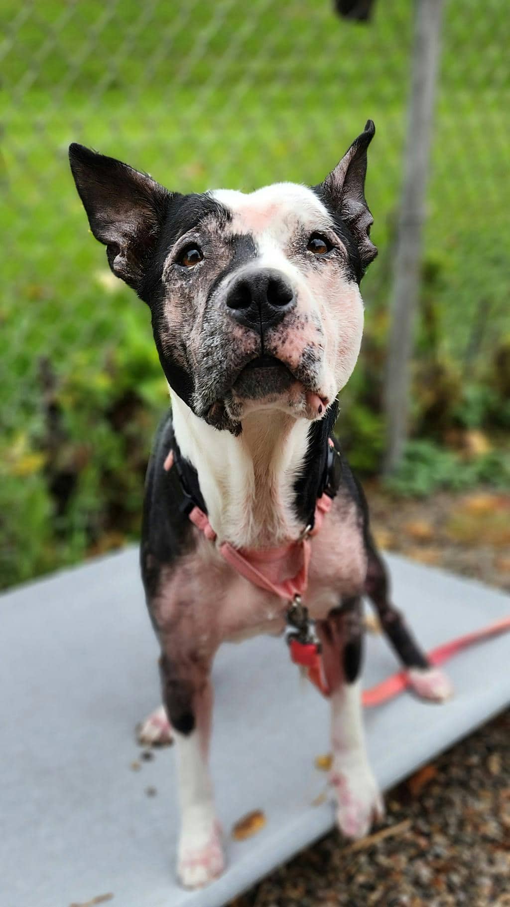 Harley - Mixed Breed, Large (over 44 lbs fully grown) available for adoption at Ontario SPCA (Ottawa Area) in Ottawa