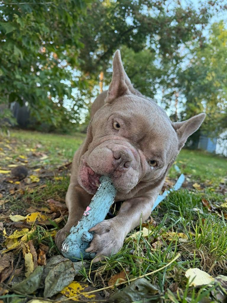 Sheba - French Bulldog available for adoption at Ontario SPCA (Central Ontario) in Orillia