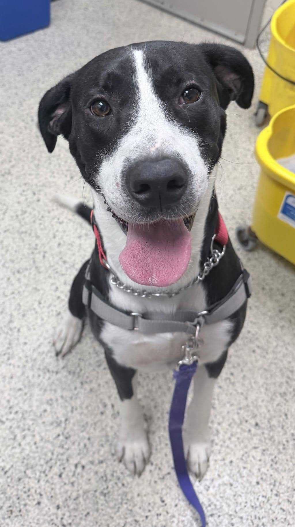 Patches - Great Dane available for adoption at Ontario SPCA (Sudbury) in Sudbury
