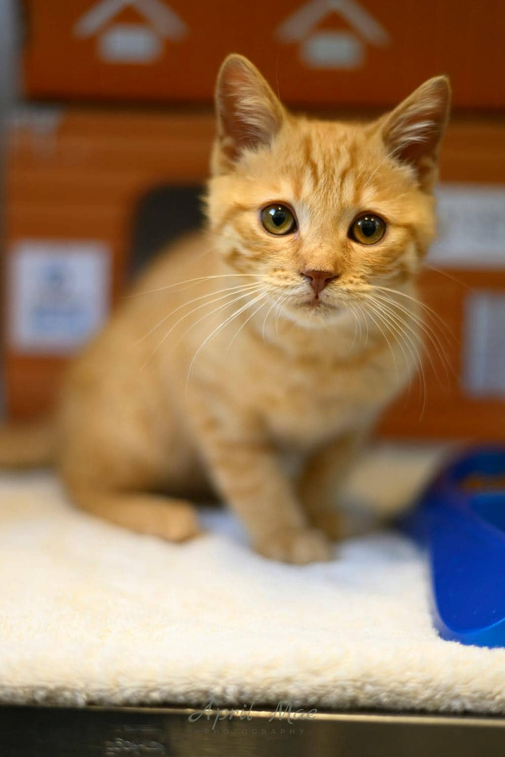 Shamz - Domestic Short Hair cat available for adoption at Ontario SPCA (Central Ontario) in Orangeville
