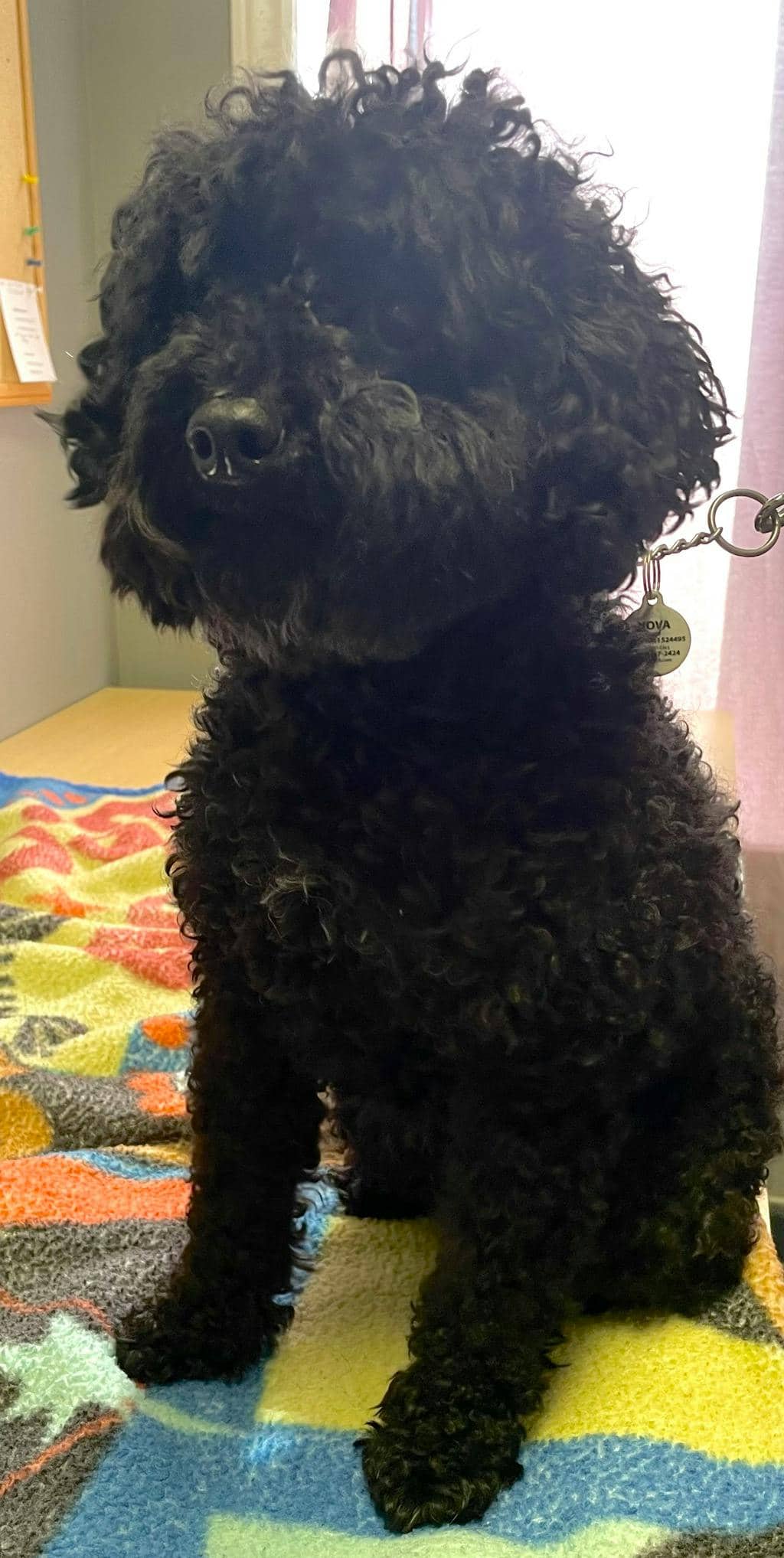 Nova - Poodle Toy available for adoption